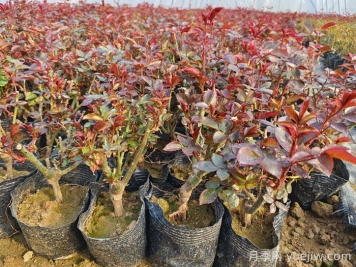 什么是抹芽？為什么春天月季要抹芽？