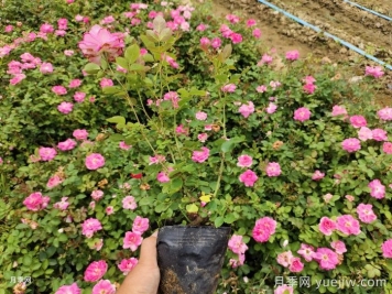?月季整株打焉耷拉是怎么回事？