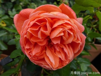 夏日之歌月季推薦，奧斯汀濃香月季