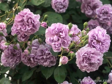 藍(lán)色陰雨月季，藍(lán)紫色藤本月季推薦