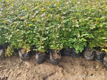 月季什么時候種植最好？