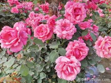分享10種經(jīng)典大花月季，開花鮮艷美翻春季