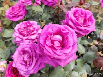 晉城月季：月季花開香滿園，芳香四溢正當(dāng)時