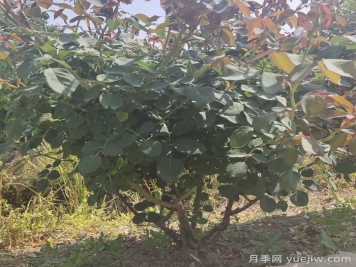 秋季地栽月季苗移栽注意事項(xiàng)