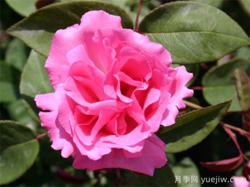 分享25個(gè)擁有中國(guó)血統(tǒng)的波旁月季品種