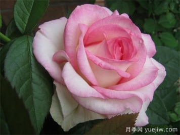 分享30個(gè)又美又香又大的月季品種