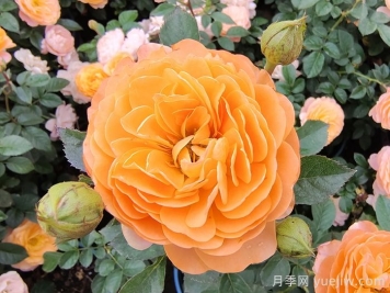 果汁陽(yáng)臺(tái)月季開(kāi)一次花就不長(zhǎng)了？僵苗解決辦法