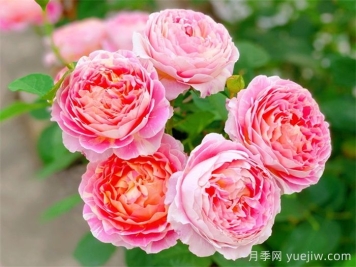 推薦7款月季花品種，夏季也能快樂(lè)綻放