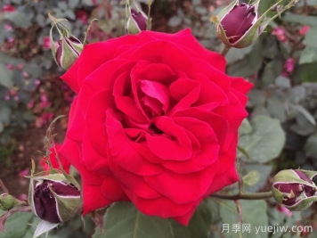 喜歡月季花，你知道月季花該如何養(yǎng)？