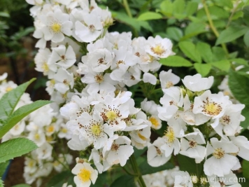 網(wǎng)購回來的月季不開花是怎么問題？