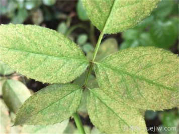 秋冬季防治月季紅蜘蛛專題      