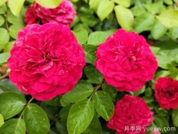 月季應(yīng)該如何噴藥？月季噴藥的注意事項