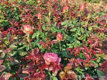 春季月季小苗扶壯和花期施肥管理