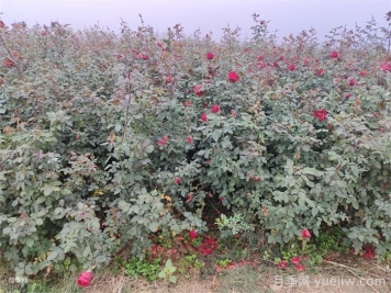 月季產(chǎn)生肥害，月季花施肥的正確方法是什么？  