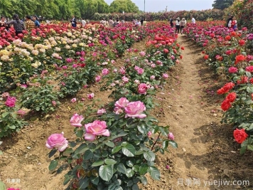 園林景觀工程包含哪些具體施工項(xiàng)目和施工標(biāo)準(zhǔn)？