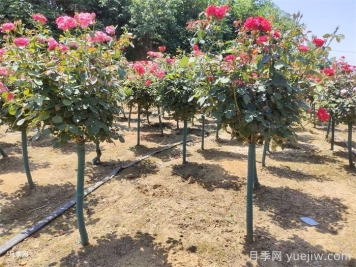 樹狀月季和園林植物栽植養(yǎng)護常見問題