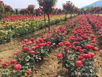 園林景觀設(shè)計(jì)中的花木配置和原則