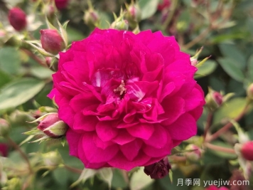 甜蜜馬車微型月季難種嗎？甜蜜馬車該如何養(yǎng)？
