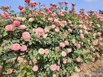 有了院子，一定要種棵爬藤月季