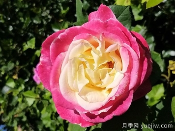 熱帶香水月季/熱帶香氛