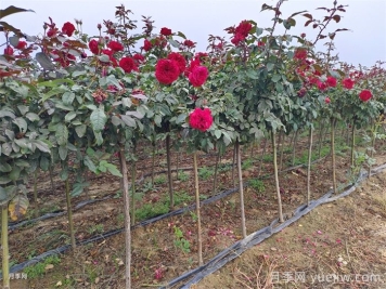 春季如何提高園林工程中新栽植物的成活率？