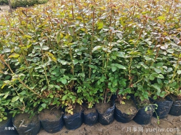 春季苗木移栽沒有成活，總結(jié)苗木死亡的八大原因