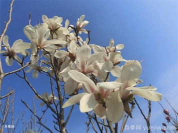 白玉蘭，花界高冷女神