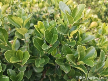10種常見圍墻綠籬品種總結(jié)