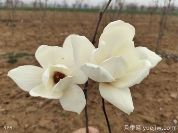 六種玉蘭介紹：白玉蘭、紫玉蘭、二喬玉蘭、望春玉蘭、飛黃玉蘭、寶華玉蘭