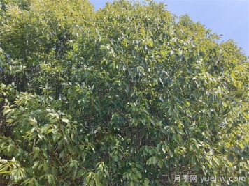 公園常見植物配置表