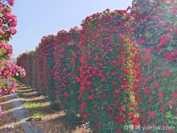 推薦13個(gè)藤本植物爬到花墻，開出一片花海
