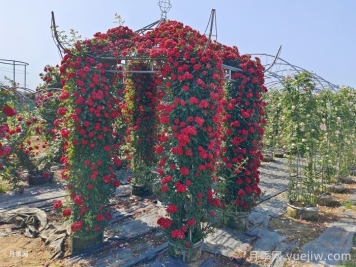 月季花亭/月季涼亭
