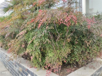 植物介紹：南天竹