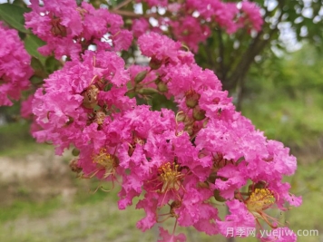 紫薇一年四季的養(yǎng)護(hù)管理辦法
