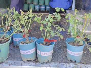 月季花怎么換盆？掌握技巧花開不斷