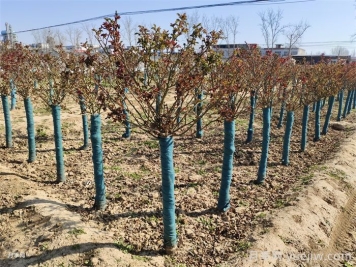 3月份不同地區(qū)月季管理的三個要點