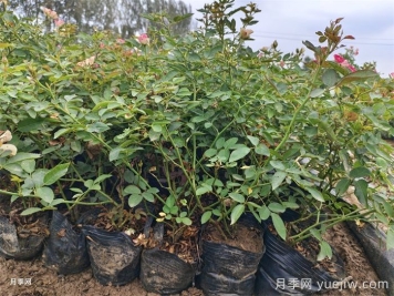 6種花卉春天喜歡肥，必有月季花