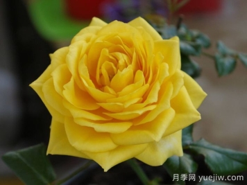 月季推薦，陽光海灘月季