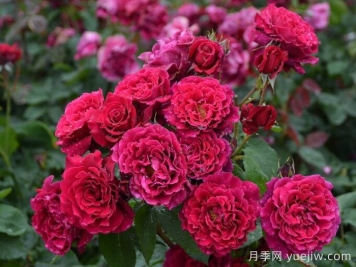 月季推薦，紅丘月季