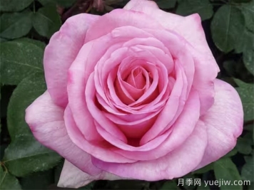 月季推薦，甜蜜訴說月季