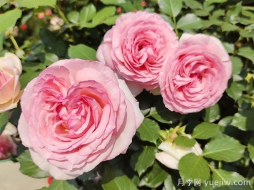 如果只能養(yǎng)一棵月季花，那么就在這5個(gè)品種中選擇