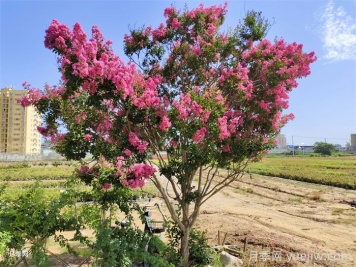 紫薇管理的技術(shù)要點(diǎn)