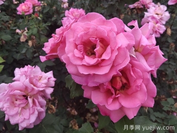春夏季節(jié)防治月季紅蜘蛛蟲害的辦法