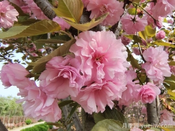 櫻花花期多長時(shí)間？國內(nèi)有名的賞櫻花景點(diǎn)