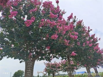 百日紅移栽的上佳時(shí)機(jī)，成活率杠杠的