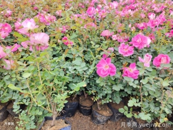 月季移栽后黃葉打焉怎么辦？盆栽月季小苗移栽問題