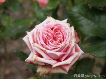 伊爾塞塔月季/拉瑟西斯塔