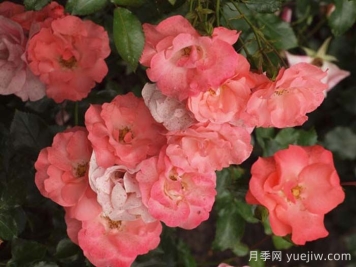 特蕾西月季