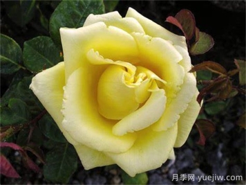 甜蜜莉絲月季/甜蜜的莉西