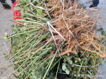 月季花的裸根曬一周還能活嗎？